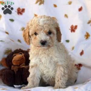 Gloria, Miniature Poodle Puppy