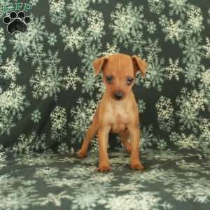 Gloria, Miniature Pinscher Puppy
