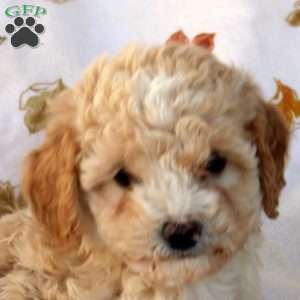 Gloria, Miniature Poodle Puppy