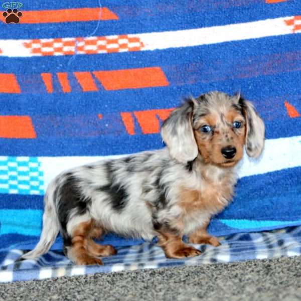 Gloria-Mini-Longhaired, Dachshund Puppy