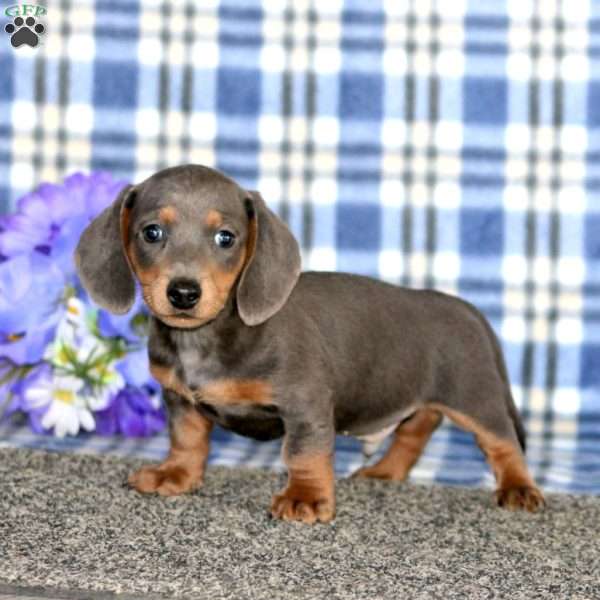 Glow-Mini, Dachshund Puppy