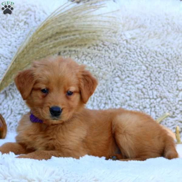 Goldie, Golden Retriever Puppy