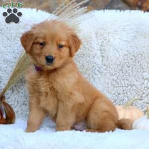 Goldie, Golden Retriever Puppy