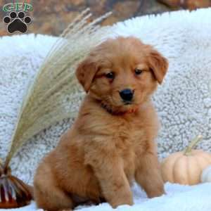 Goldie, Golden Retriever Puppy