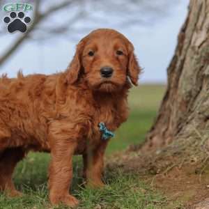 Goose, Goldendoodle Puppy