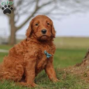Goose, Goldendoodle Puppy