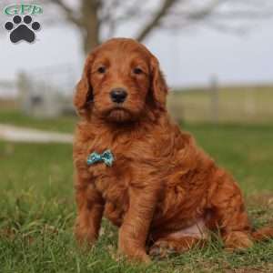 Goose, Goldendoodle Puppy