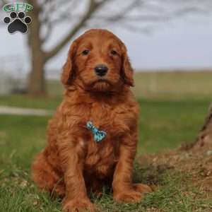 Goose, Goldendoodle Puppy