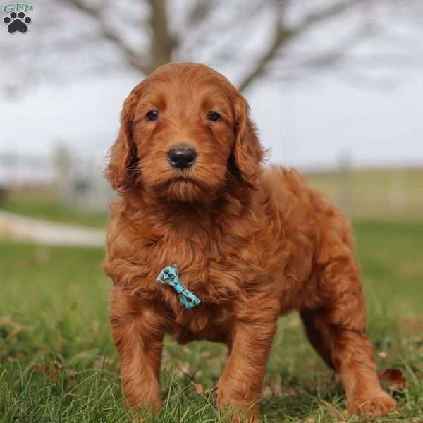 Goose, Goldendoodle Puppy