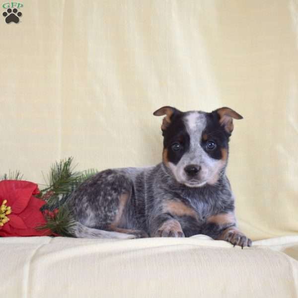 Grace, Blue Heeler – Australian Cattle Dog Puppy