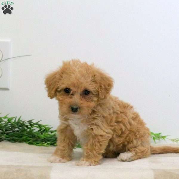 Grace, Bich-Poo Puppy