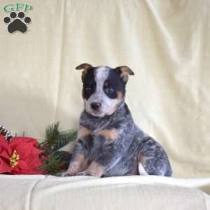 Grace, Blue Heeler – Australian Cattle Dog Puppy