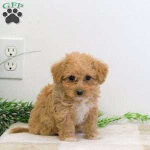 Grace, Bich-Poo Puppy