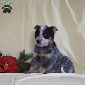 Grace, Blue Heeler – Australian Cattle Dog Puppy