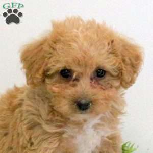 Grace, Bich-Poo Puppy