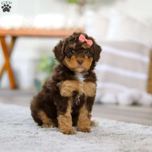 Gracie, Mini Bernedoodle Puppy