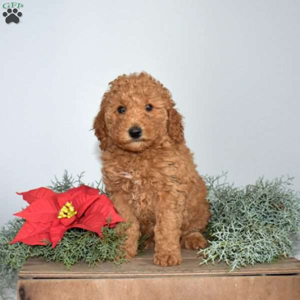 Gracie, Miniature Poodle Puppy