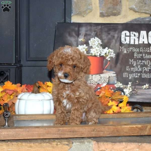 Gracie, Toy Poodle Puppy
