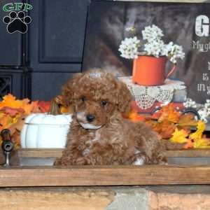 Gracie, Toy Poodle Puppy