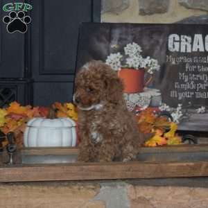 Gracie, Toy Poodle Puppy