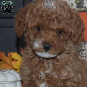 Gracie, Toy Poodle Puppy