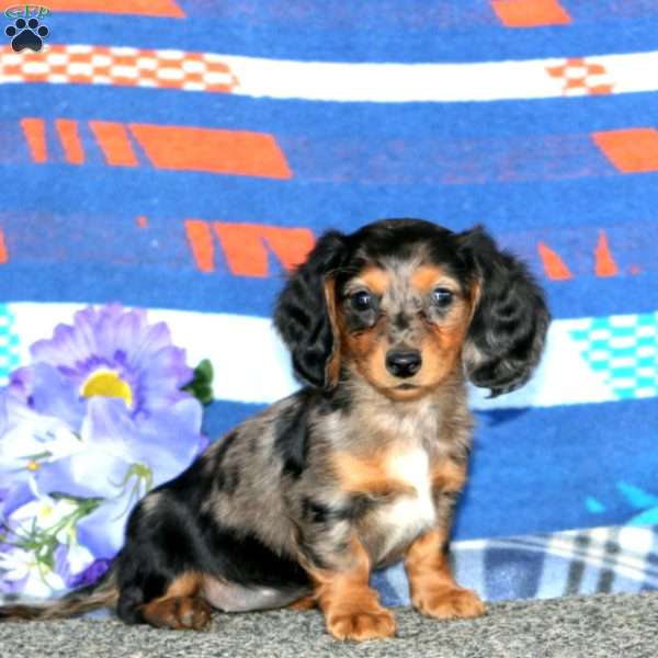 Gracie-Mini, Dachshund Puppy