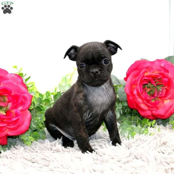 Gracie, Boston Terrier Mix Puppy