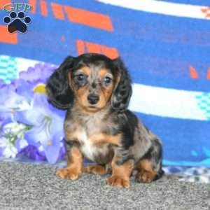 Gracie-Mini, Dachshund Puppy