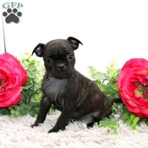 Gracie, Boston Terrier Mix Puppy