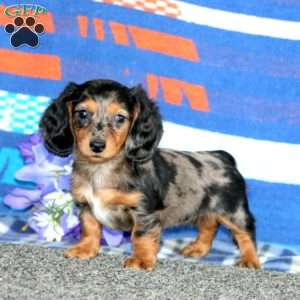 Gracie-Mini, Dachshund Puppy