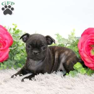 Gracie, Boston Terrier Mix Puppy