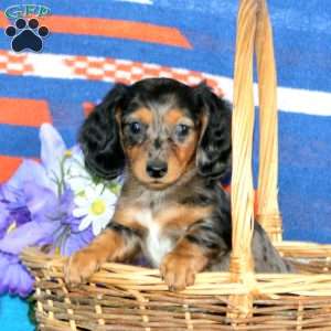 Gracie-Mini, Dachshund Puppy