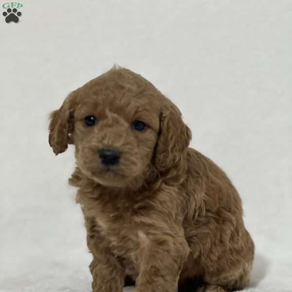 Gracie, Mini Goldendoodle Puppy