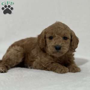 Gracie, Mini Goldendoodle Puppy