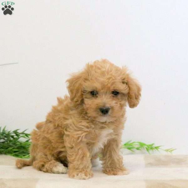 Grady, Bich-Poo Puppy