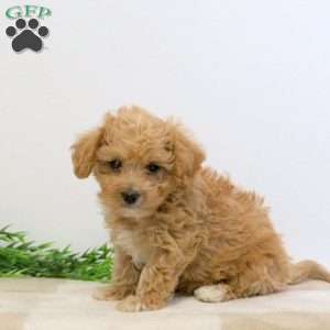 Grady, Bich-Poo Puppy