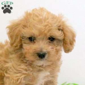 Grady, Bich-Poo Puppy