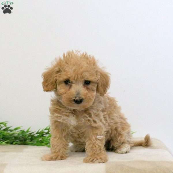 Grant, Bich-Poo Puppy