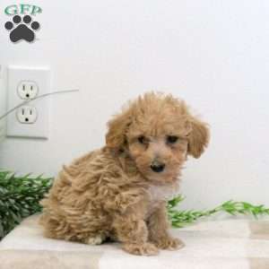 Grant, Bich-Poo Puppy