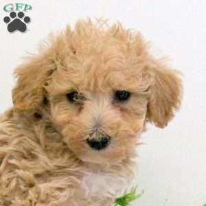 Grant, Bich-Poo Puppy