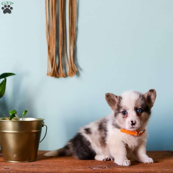 Grant, Pembroke Welsh Corgi Puppy
