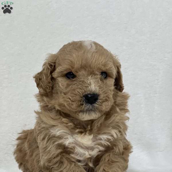 Granth, Mini Goldendoodle Puppy