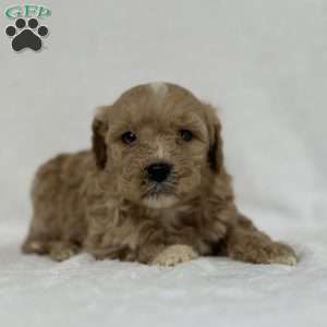 Granth, Mini Goldendoodle Puppy