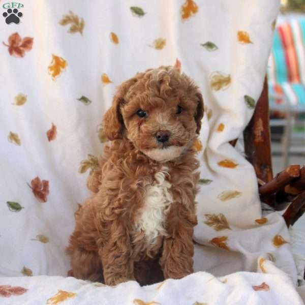 Greta, Miniature Poodle Puppy