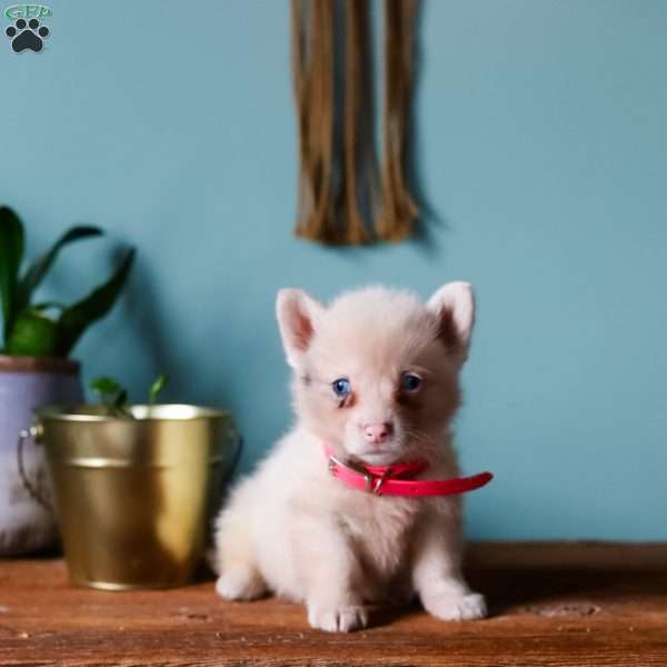 Greta, Pembroke Welsh Corgi Puppy