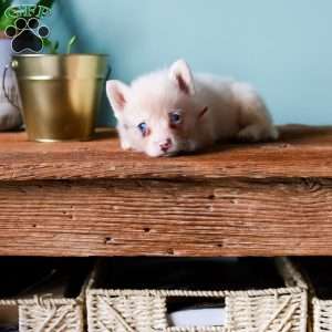 Greta, Pembroke Welsh Corgi Puppy