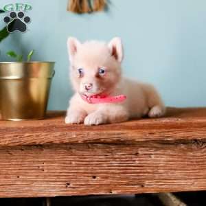 Greta, Pembroke Welsh Corgi Puppy