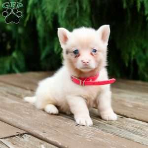 Greta, Pembroke Welsh Corgi Puppy