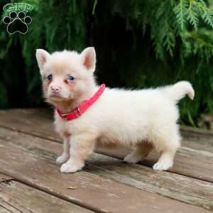 Greta, Pembroke Welsh Corgi Puppy