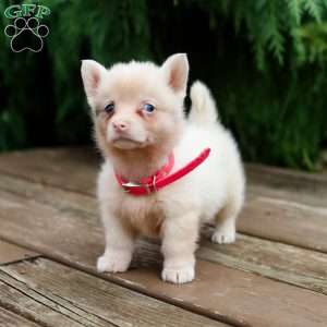 Greta, Pembroke Welsh Corgi Puppy